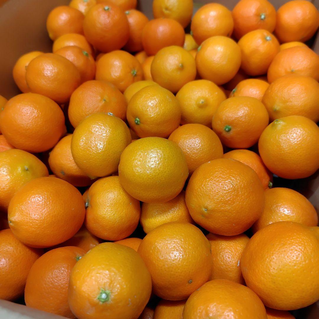 【ꕤ452】熊本県産 赤姫レモン 20kg（国産レモン）