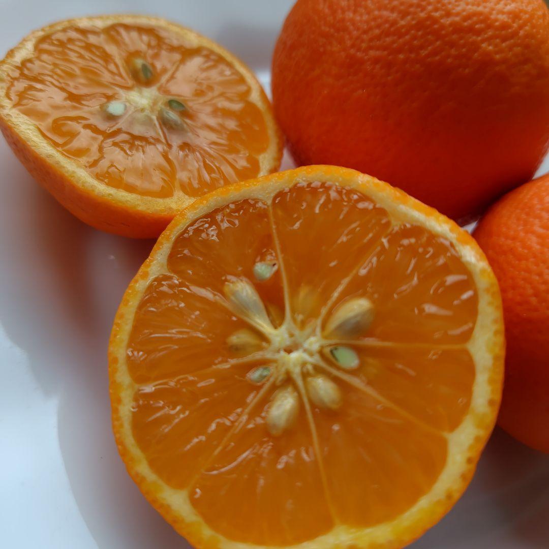 【ꕤ452】熊本県産 赤姫レモン 20kg（国産レモン）