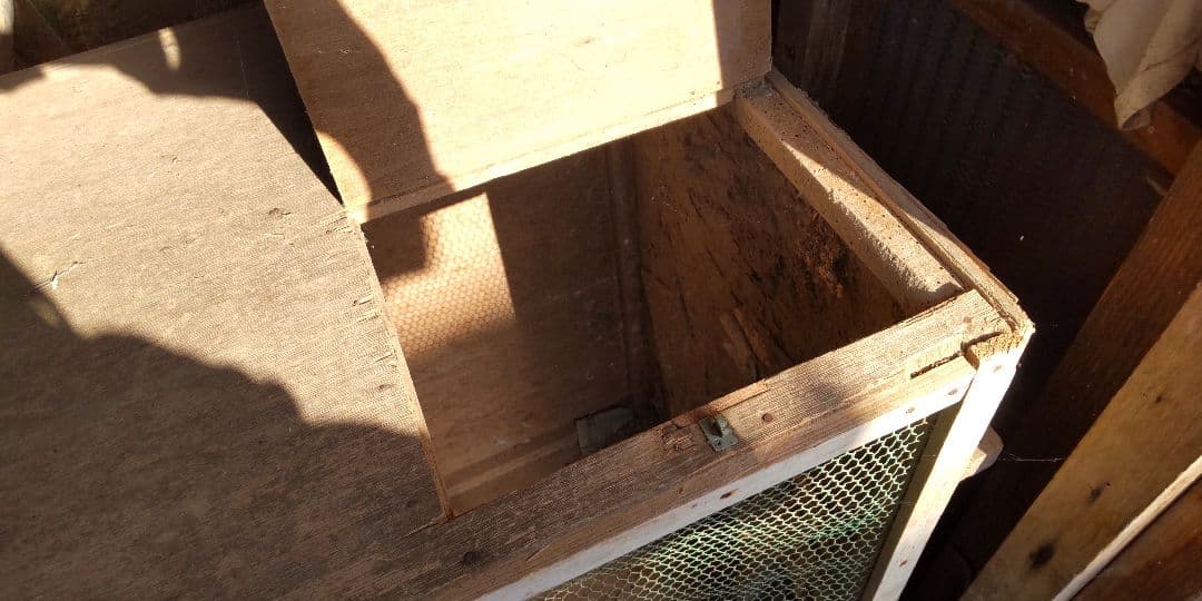 鳥かご ペット 飼育