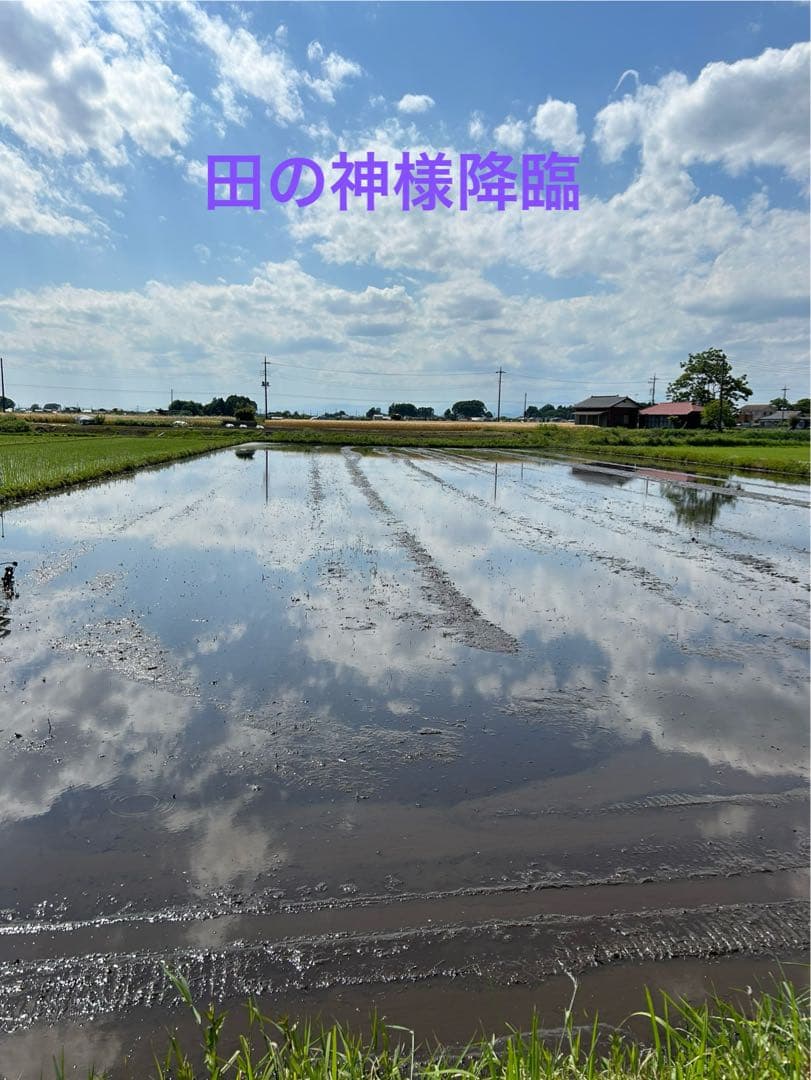 完全無農薬　令和7年産コシヒカリ 天日干し　土蔵保管　もみすり立て　玄米10キロ