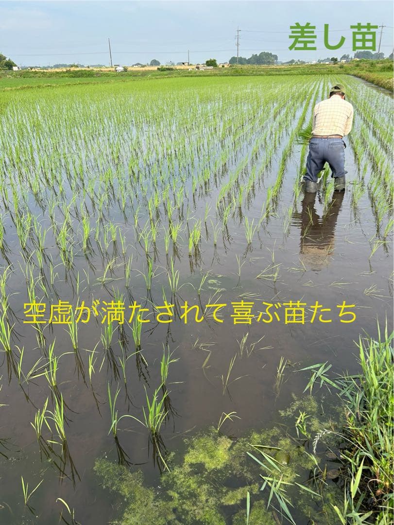 完全無農薬　令和7年産コシヒカリ 天日干し　土蔵保管　もみすり立て　玄米10キロ