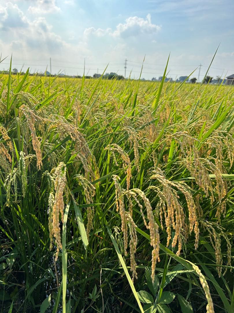 完全無農薬　令和7年産コシヒカリ 天日干し　土蔵保管　もみすり立て　玄米10キロ