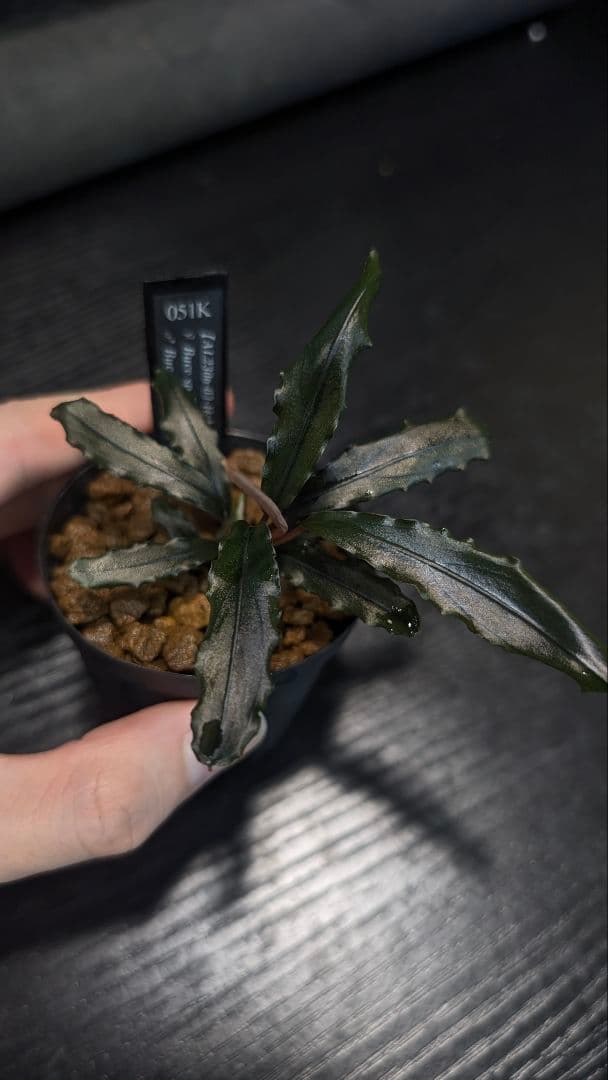 【実生ブセ】Bucephalandra cv.\"AL-hyb.007\"