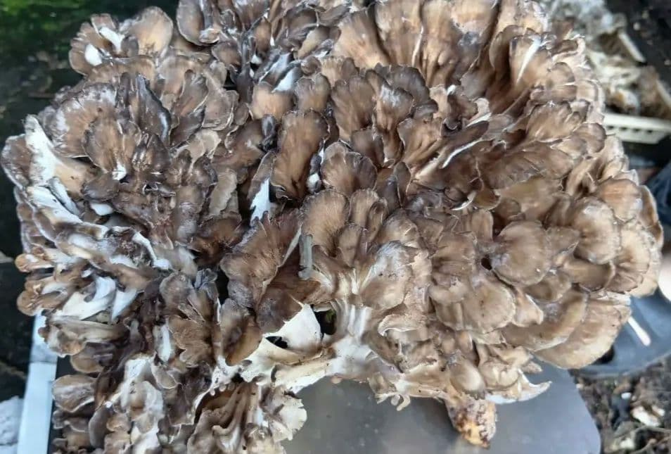 岩手県産　天然舞茸　2キロ