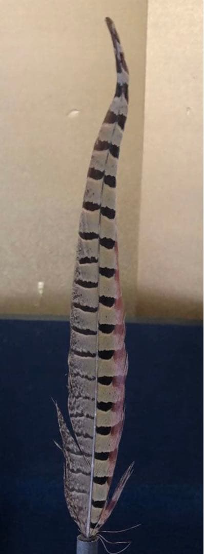 ️《R》掛け軸用 羽箒 雉 木箱 元箱　260107か5