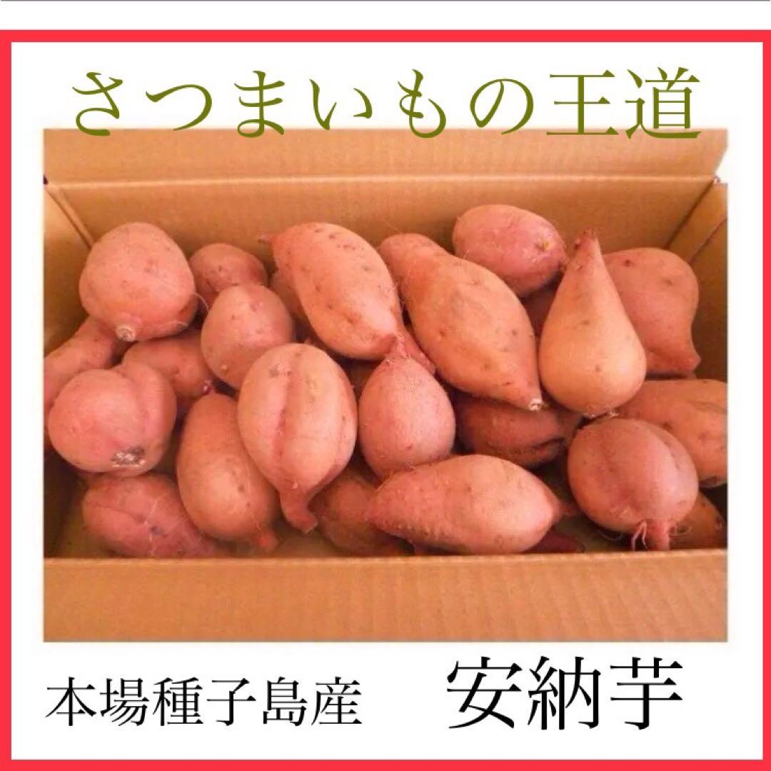 さつまいもの王道　種子島産安納芋MSサイズ20kg どん　焼き芋に　#82