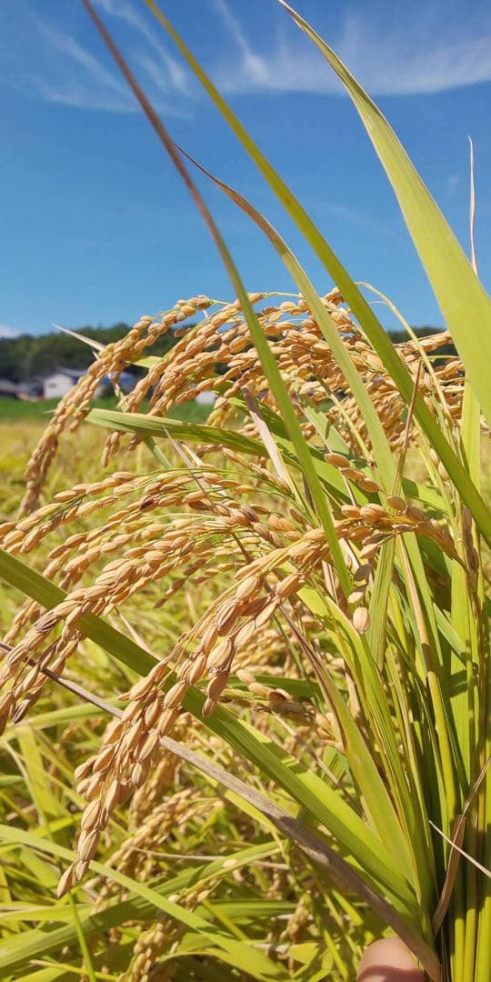 2025年収穫　コシヒカリ10キ精米済み白米　三重県産