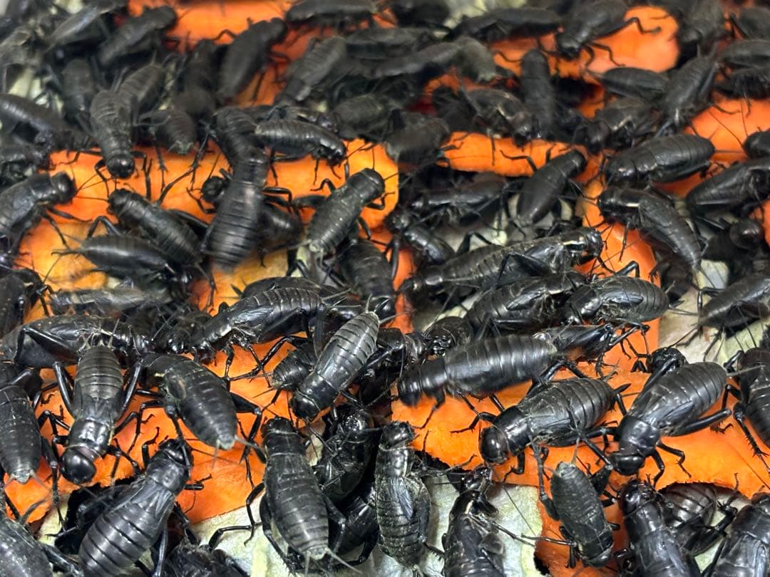 【お買い得っ!!】冷凍クロコML〜L1kg冷凍コオロギ