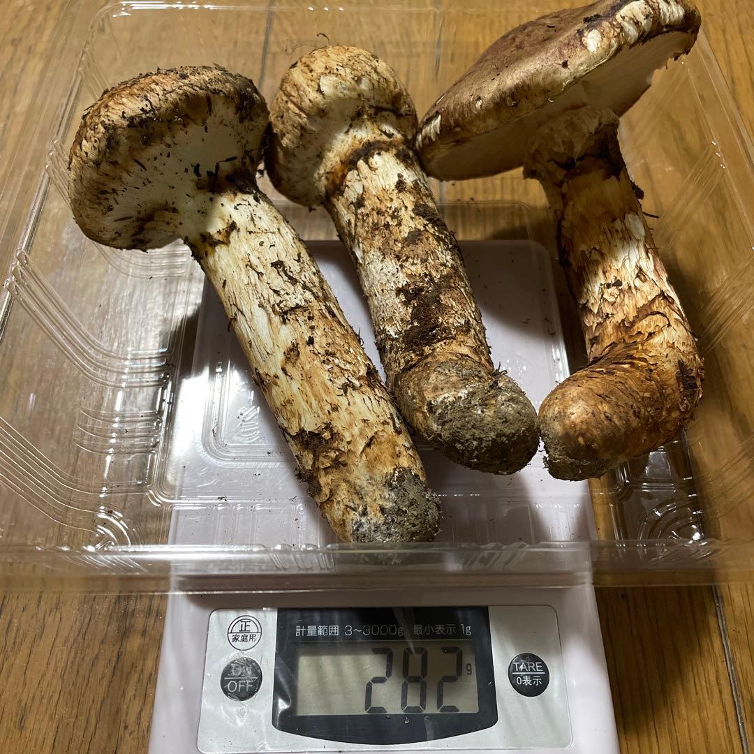 10月14日 岩手県産 松茸282g