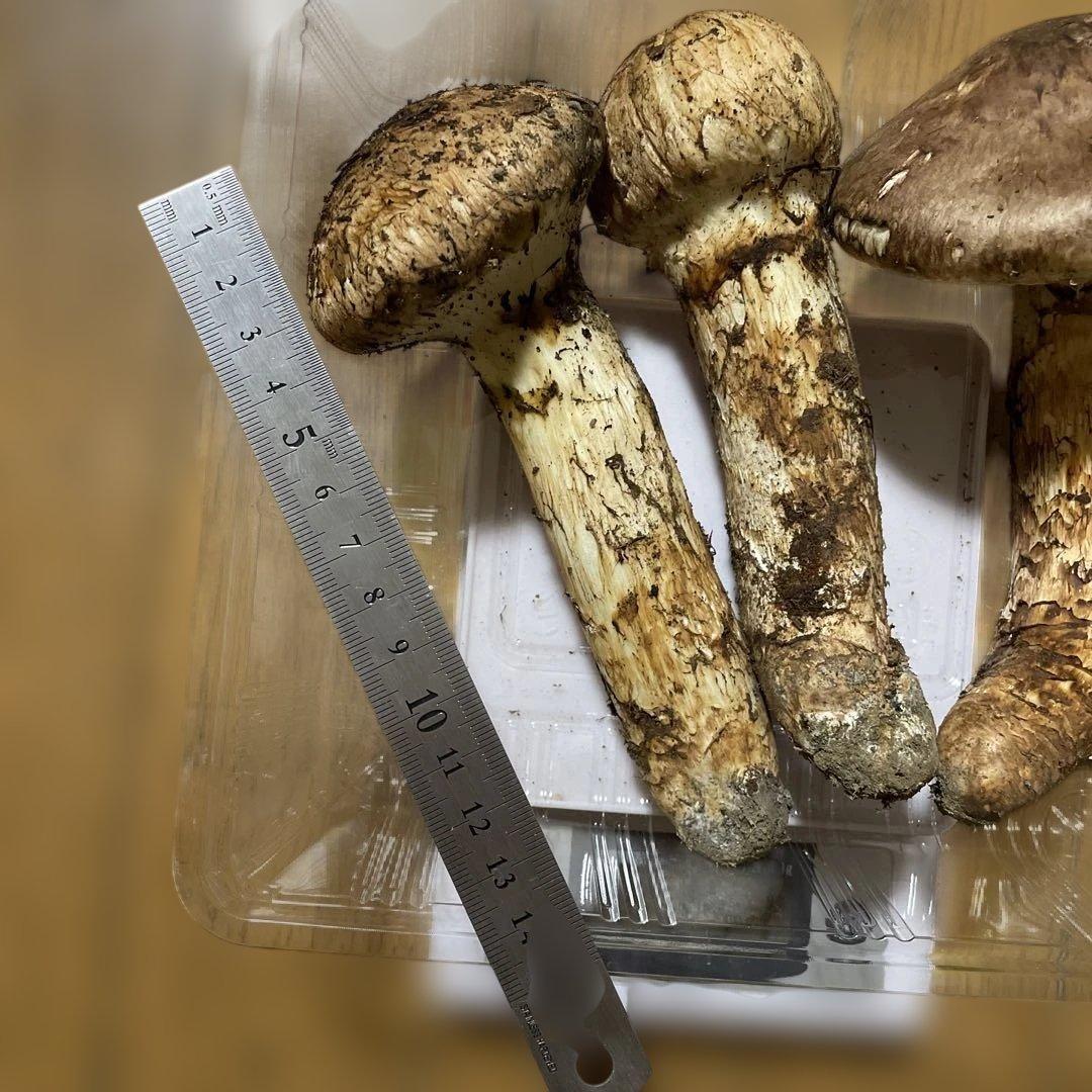 10月14日 岩手県産 松茸282g