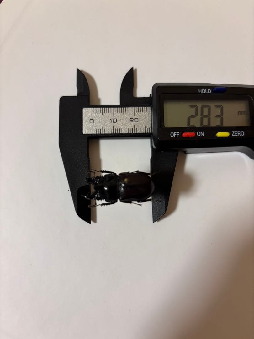 コンゴの異形クワガタ　カザリツノクワガタ標本