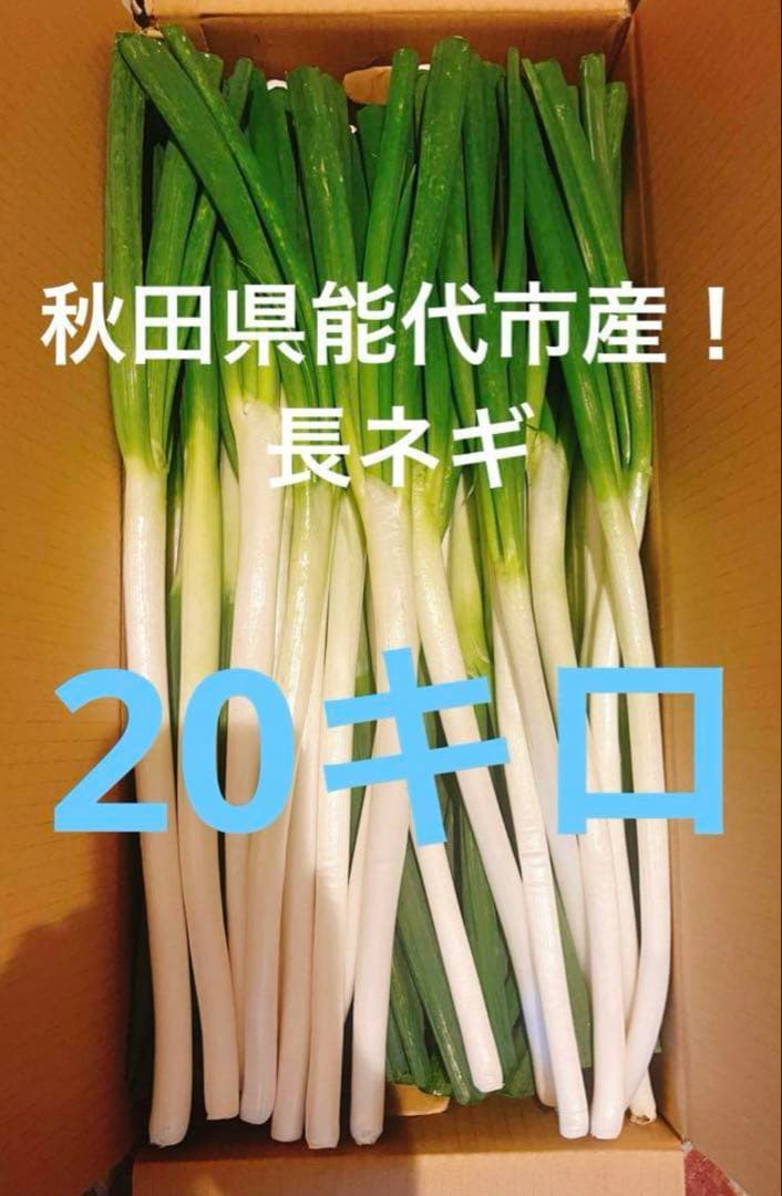 秋田県能代市産！　大容量20キロ　長ネギ　白ねぎ　サイズミックス