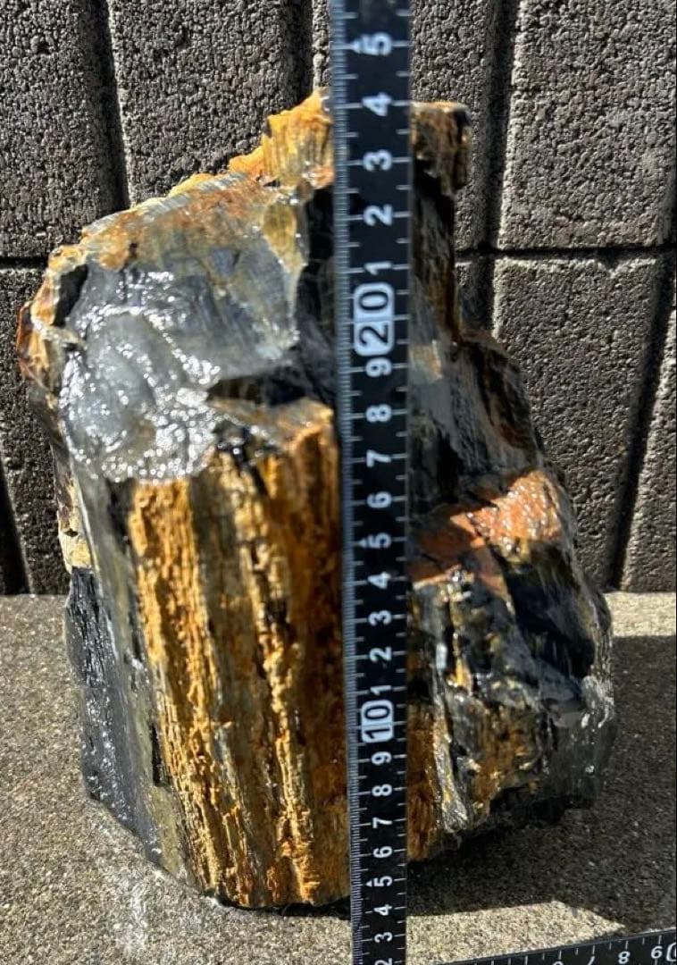 北海道 遠軽瀬戸瀬産 珪化木 5.4kg 特大 木化石 鑑賞石 置物 盆栽 水石