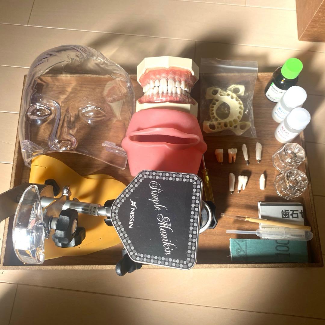 顎模型　人工歯石　セット売り　歯科