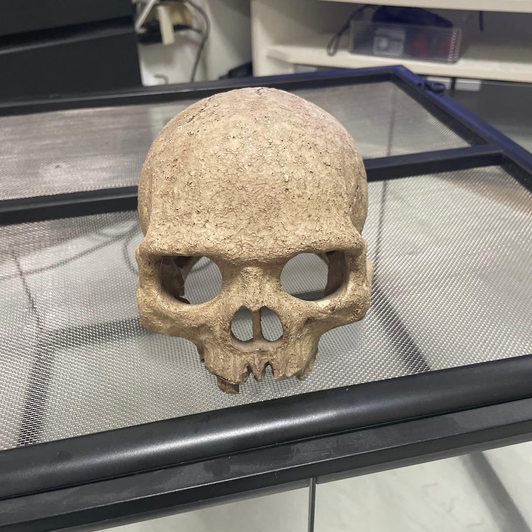 グラステラリウム【レオパ飼育セット】