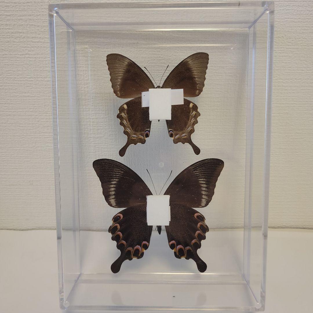 蝶の標本　インドの珍しいアゲハチョウ(A1)