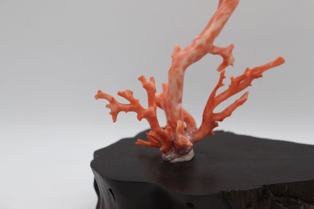 本珊瑚　黒柿台　桃色珊瑚　置物　960g 送料込み250731