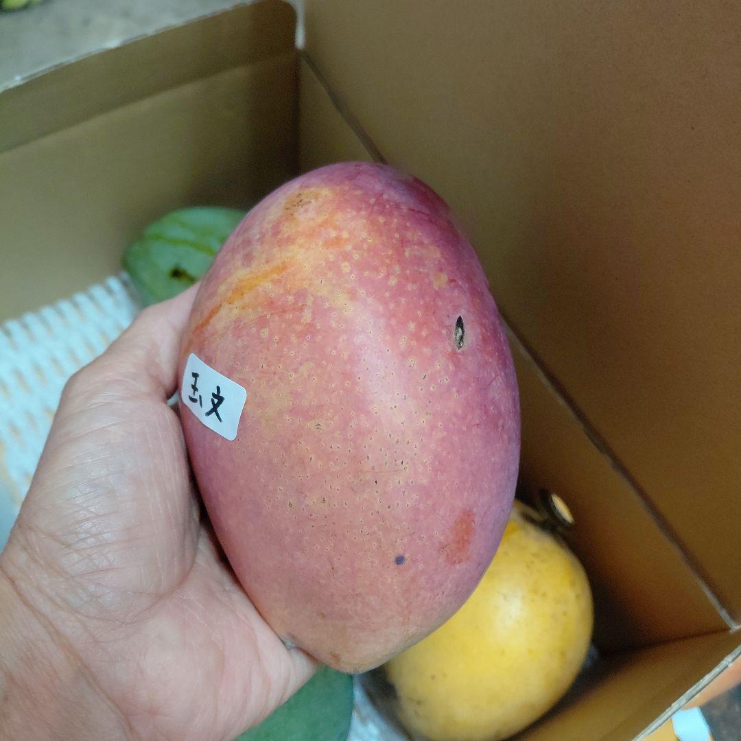 色々マンゴー食べ比べセット(きれいめ玉文入り)