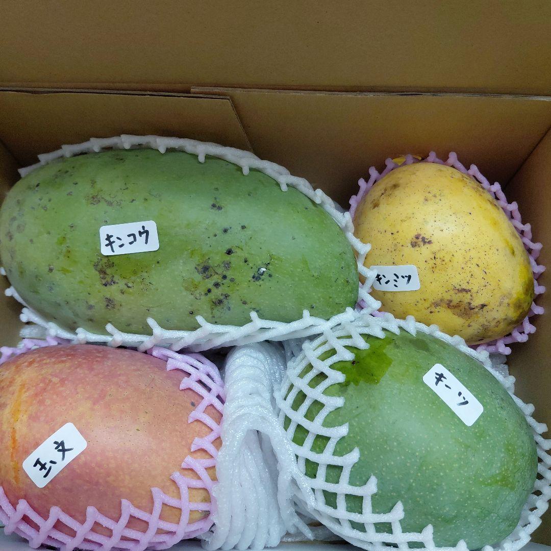 色々マンゴー食べ比べセット(きれいめ玉文入り)