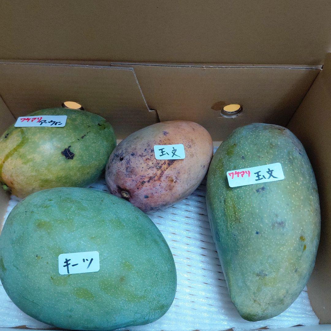 色々マンゴー食べ比べセット(きれいめ玉文入り)