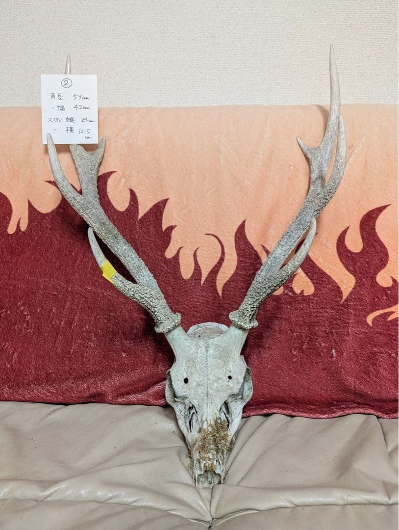 【19個限定】下栗の里　日本鹿　スカル　No.2