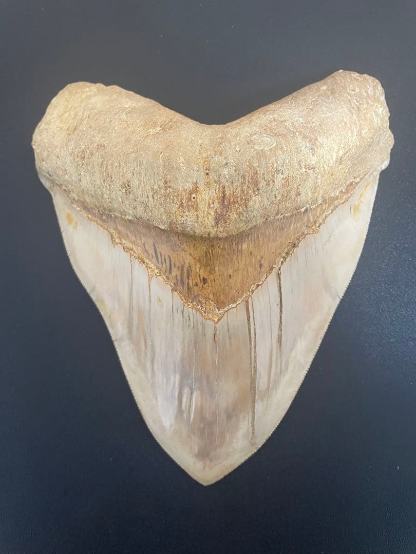 メガロドン歯化石