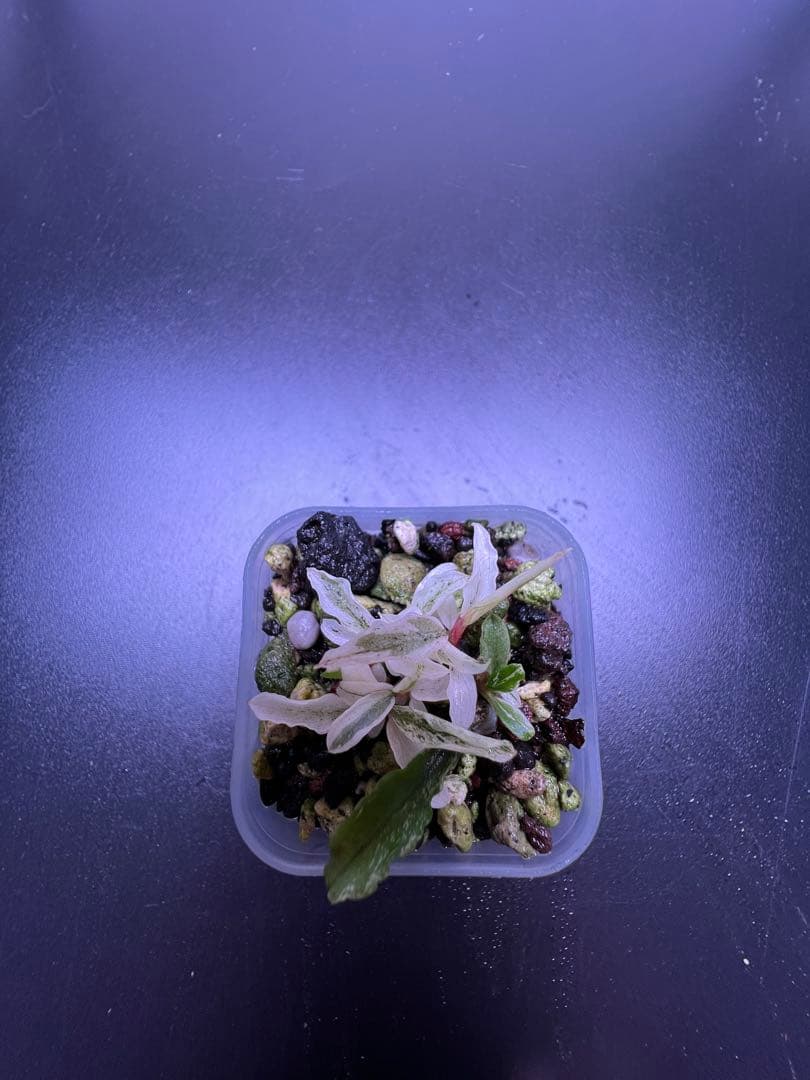 水草 Bucephalandra sp. Variegata White