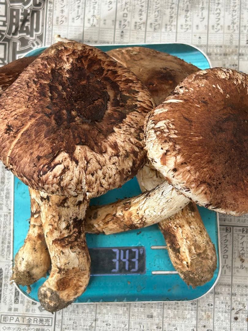 B.岩手県下閉伊郡産松茸　10/13収穫340g