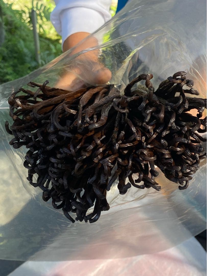 台湾産オーガニックバニラビーンズ Aグレード480gパック