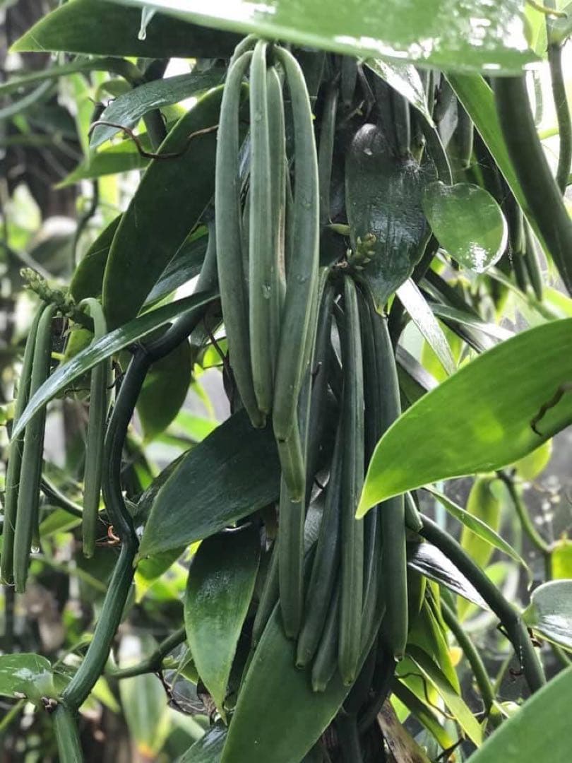 台湾産オーガニックバニラビーンズ Aグレード480gパック