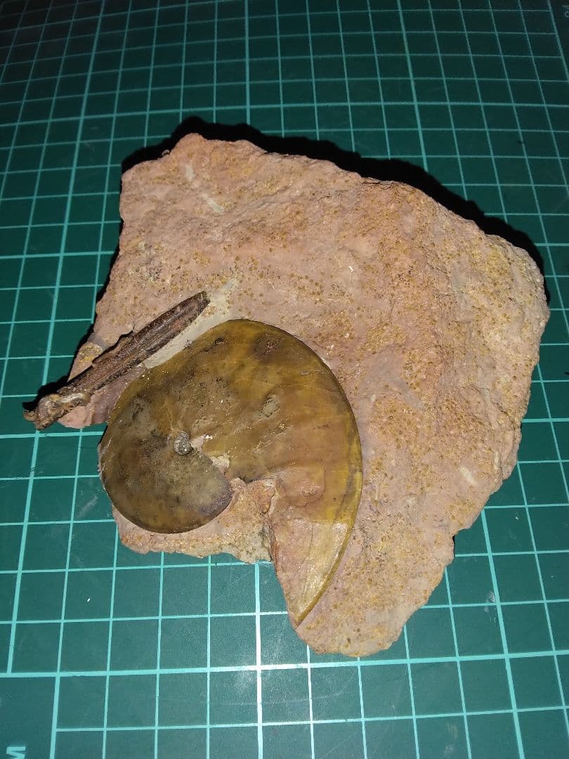 ドイツ産　アンモナイト　オキシセライテス　希少　ベレムナイト　化石