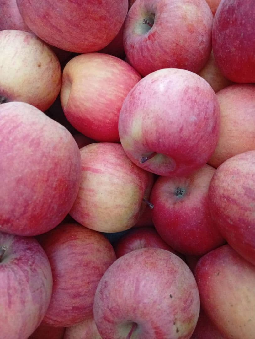 【糖度20度超】信州高山村の小玉フジ15キロシャキシャキ、ジューシーなりんご