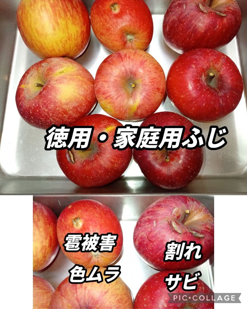 【糖度20度超】信州高山村の小玉フジ15キロシャキシャキ、ジューシーなりんご