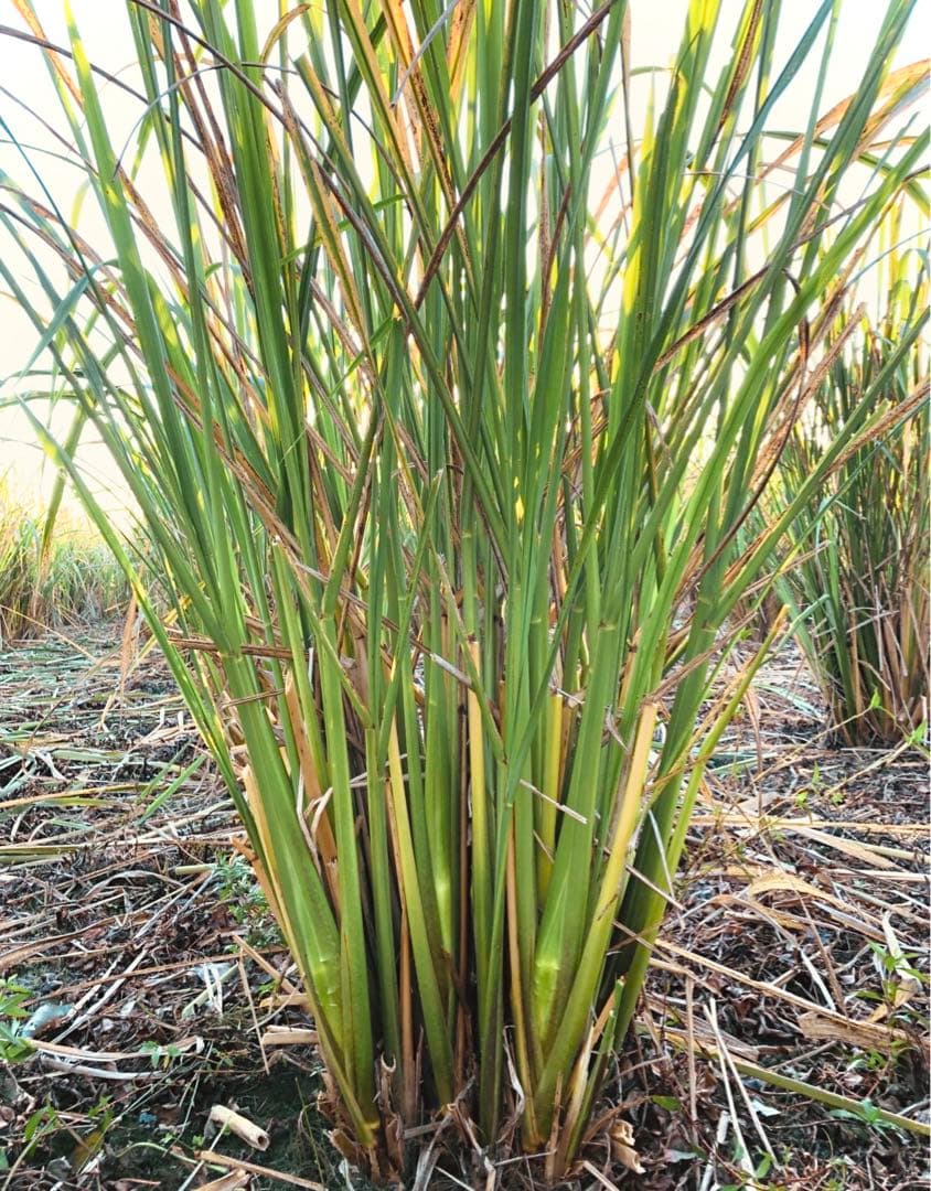 【❤︎❤︎❤︎】三重県産マコモダケ 10.0kg 小さいサイズ•黒穂菌