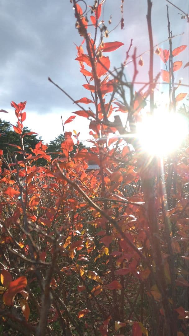 ♦[うさちゃんまま]♦[他の方はNGです。]