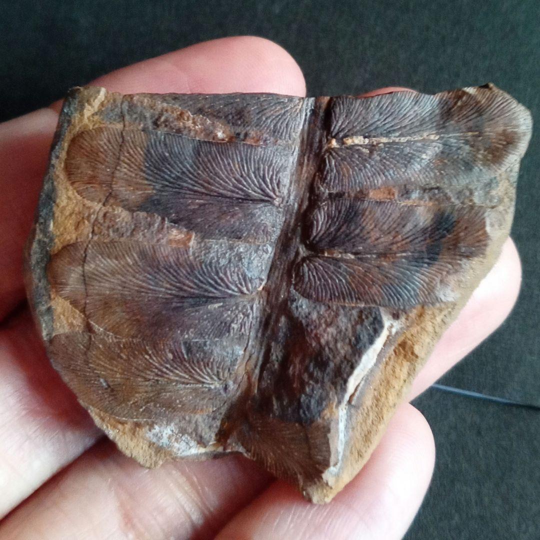 化石標本　植物　古生代　石炭紀　シダ種子類