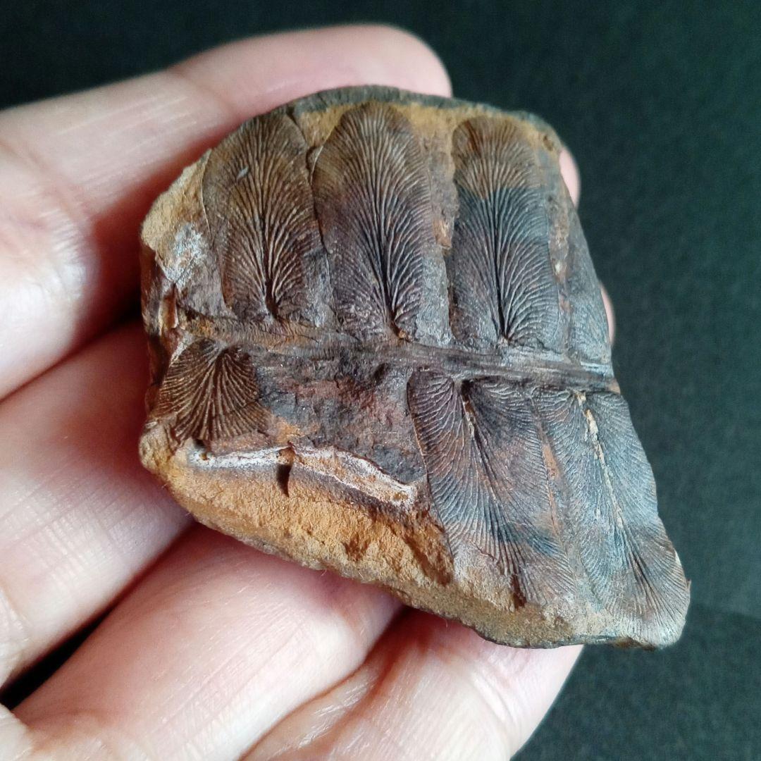 化石標本　植物　古生代　石炭紀　シダ種子類