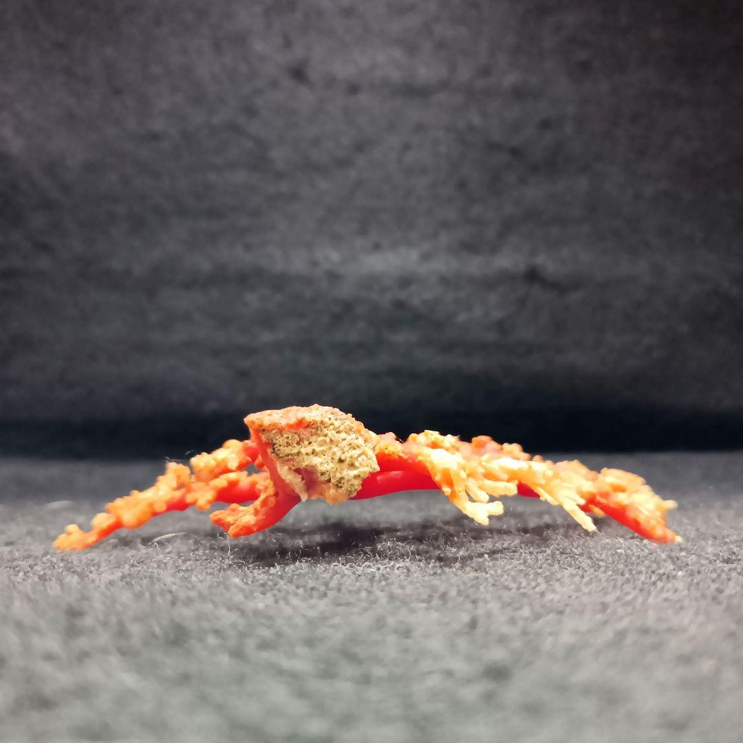 Y2678-1 国産赤珊瑚原木 血赤珊瑚 総重量28.7g 太軸