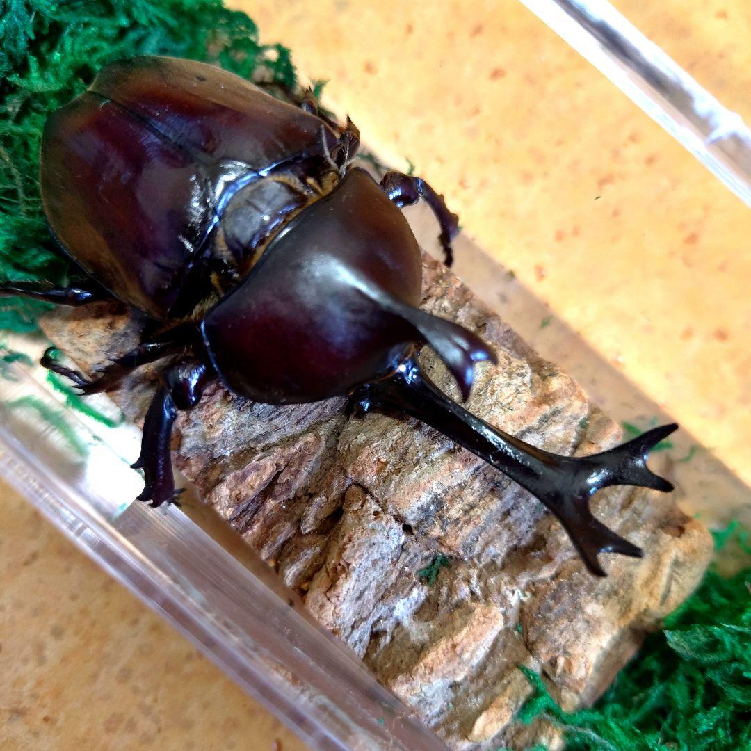 超特大野生宝物カブトムシ標本83mm級頭角幅18.4mm胸角幅5.7mmぐらい