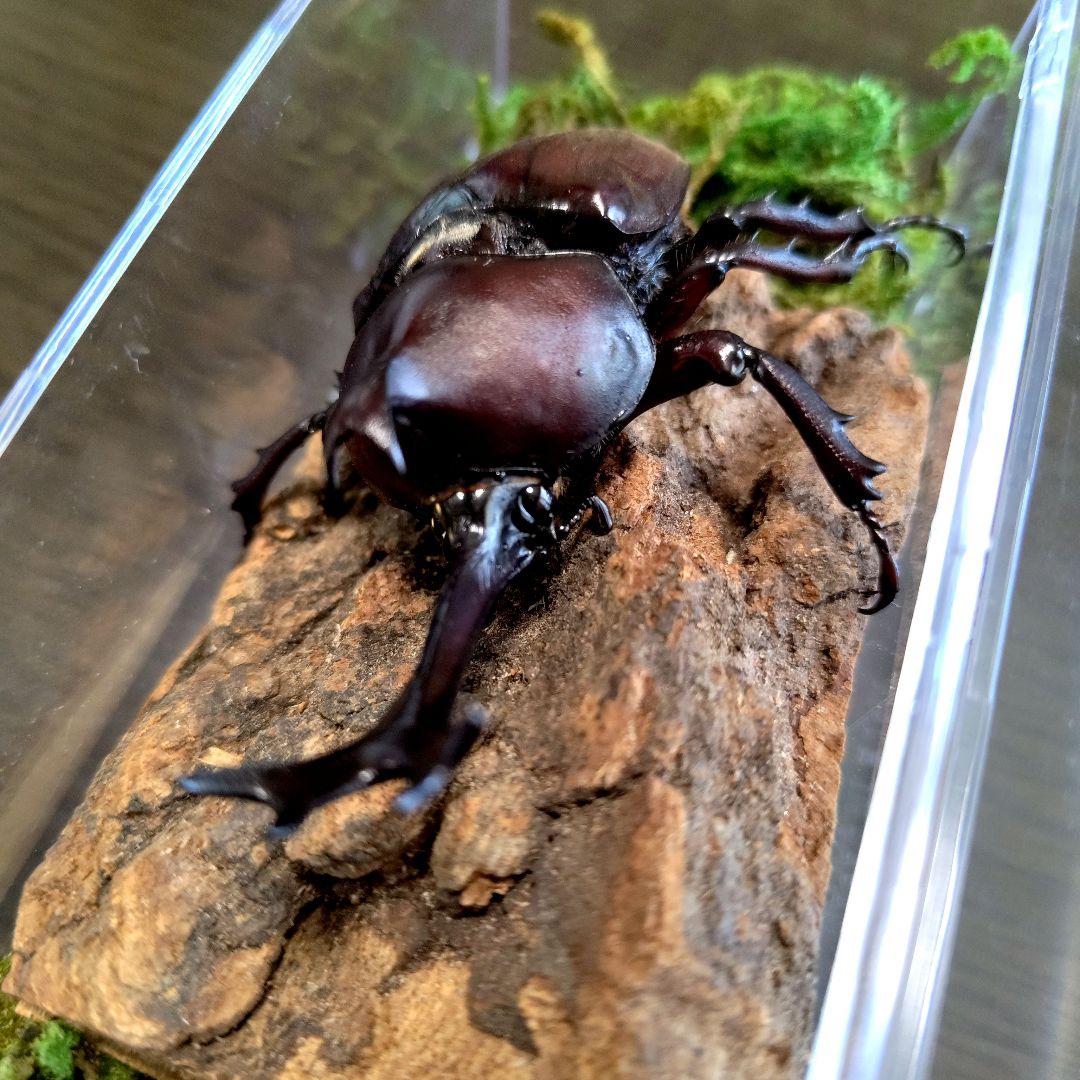 超特大野生宝物カブトムシ標本83mm級頭角幅18.4mm胸角幅5.7mmぐらい