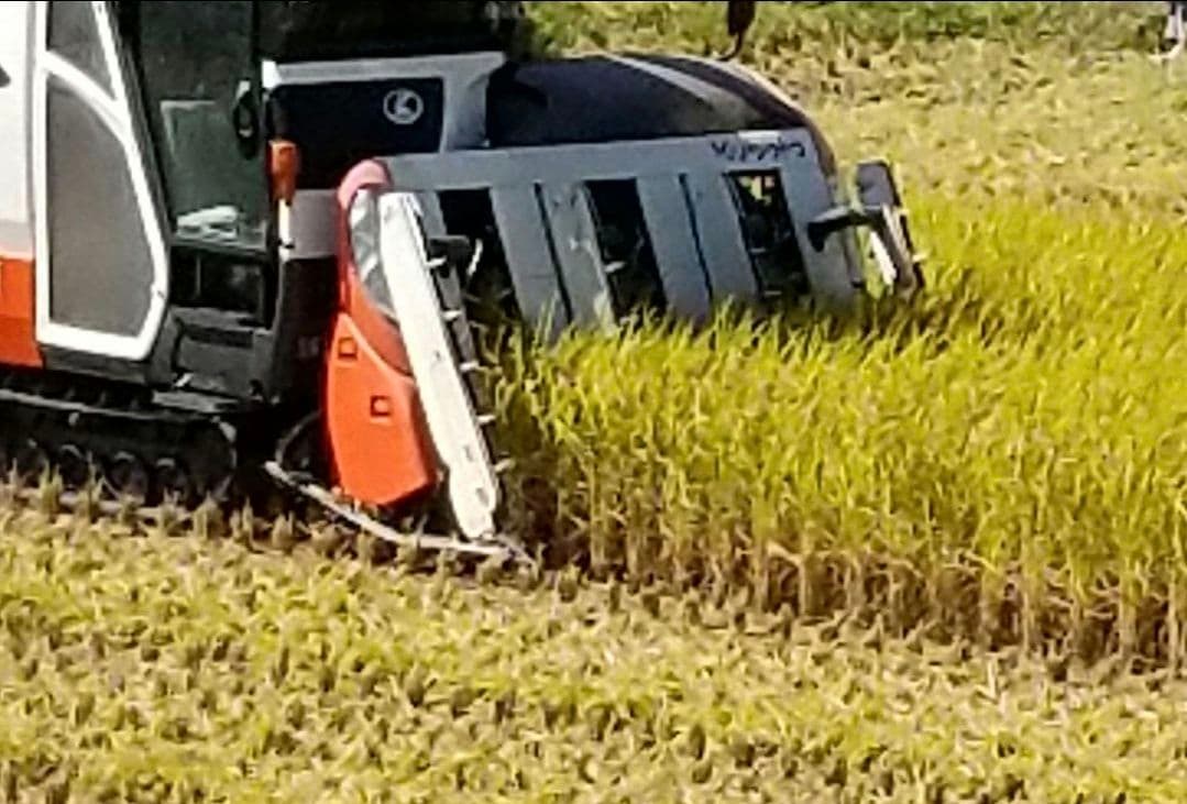 令和7年 熊本県産 くまさんの輝き20Kg 玄米可