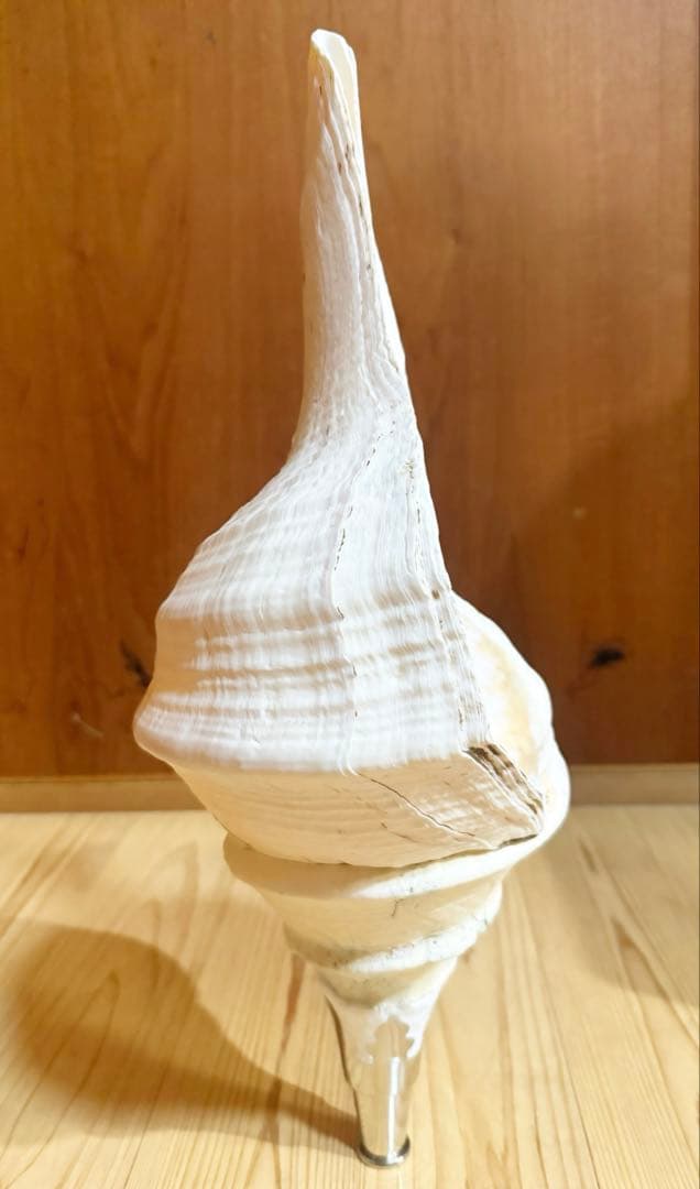 特大肉厚50㎝アラフラオオニシ法螺貝　ほら貝　ホラガイ❣️