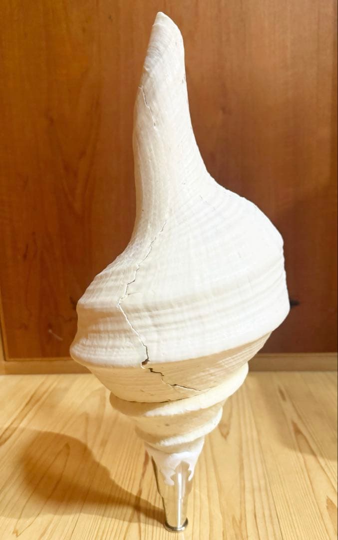 特大肉厚50㎝アラフラオオニシ法螺貝　ほら貝　ホラガイ❣️