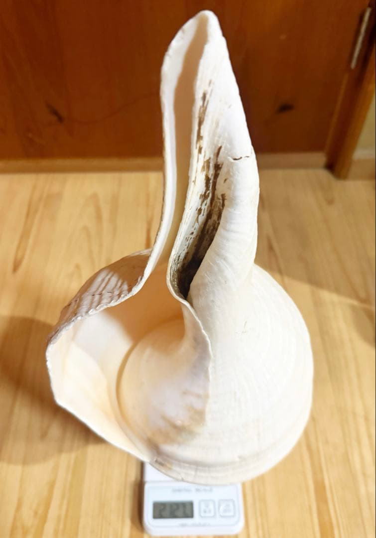 特大肉厚50㎝アラフラオオニシ法螺貝　ほら貝　ホラガイ❣️
