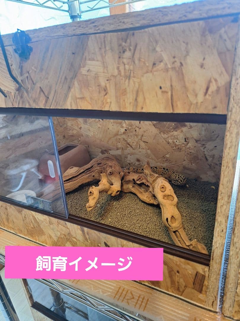 OSB木製ケージ(未使用)2個セット