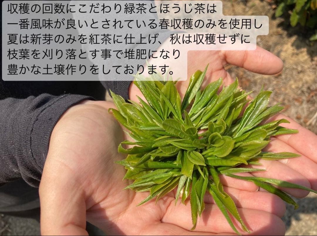 【日本茶×〇〇】眠りに誘う癒しの味わい♪ほうじ茶カモミール 3g×20個