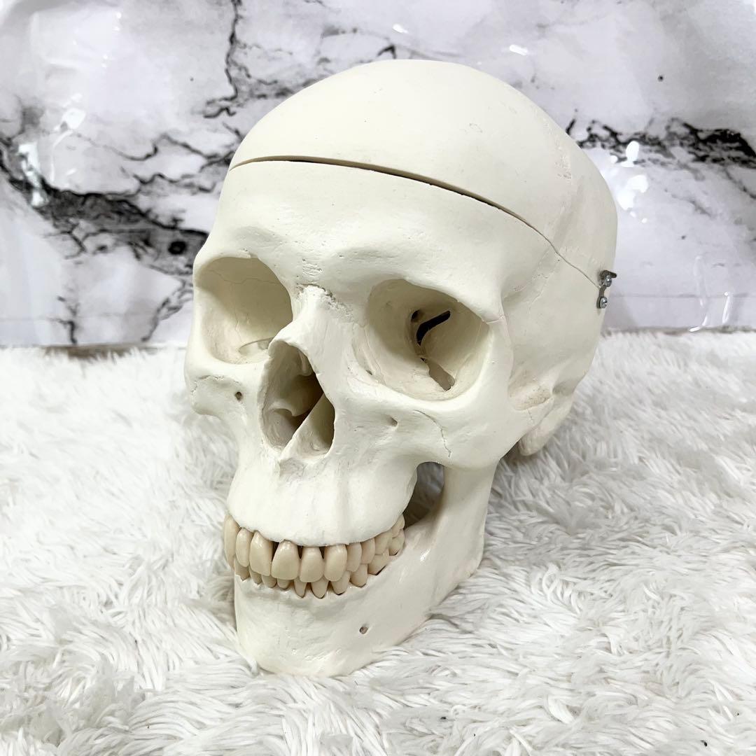 3B Scientific GmbH 頭蓋骨 模型 医学 骨標本 ドイツ製