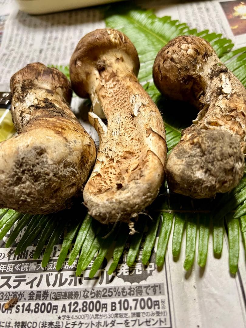 【大阪泉州産】天然松茸「ちょっとブサイクちゃん」3本130g国産