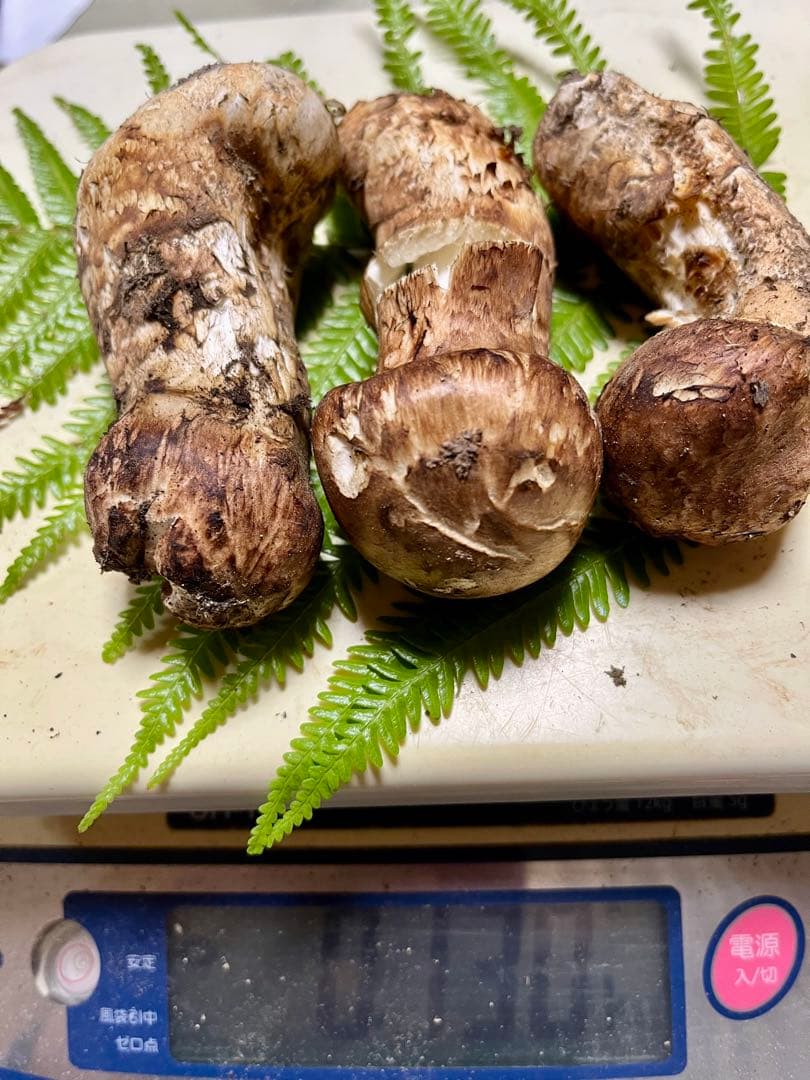 【大阪泉州産】天然松茸「ちょっとブサイクちゃん」3本130g国産