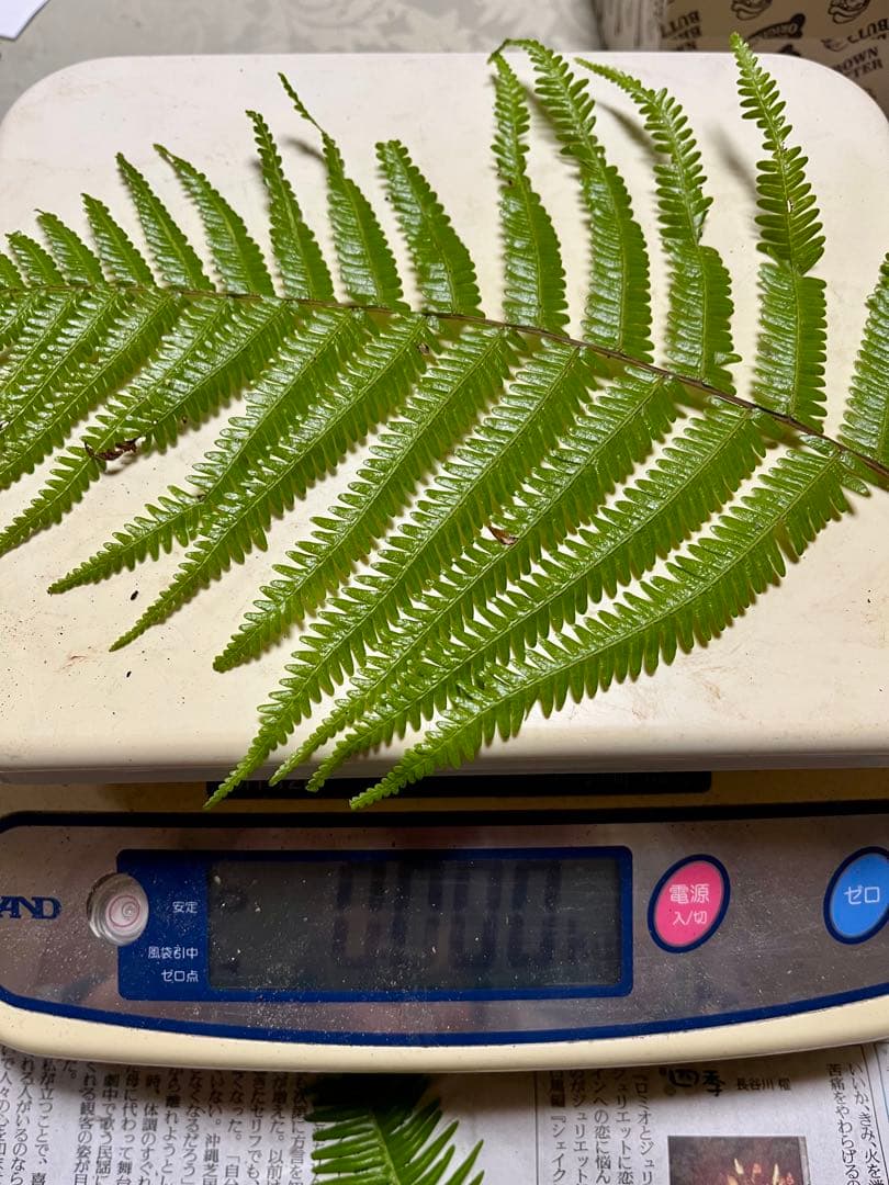 【大阪泉州産】天然松茸「ちょっとブサイクちゃん」3本130g国産